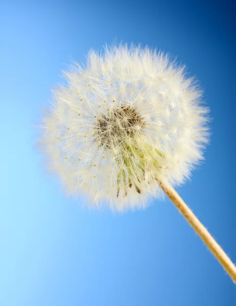 青い背景に種子を持つ美しいタンポポ — ストック写真