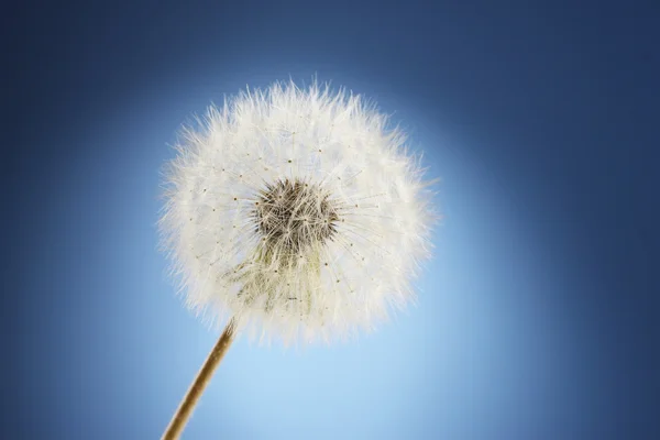 Schöner Löwenzahn mit Samen auf blauem Hintergrund — Stockfoto