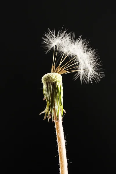 Krásná Pampeliška se semeny na černém pozadí — Stock fotografie