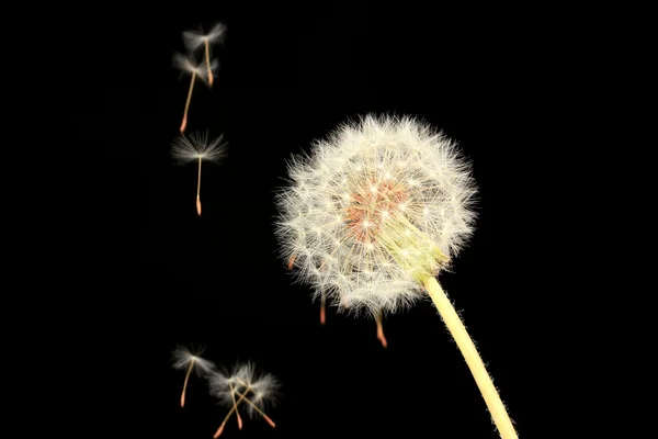 Diente de león y semillas voladoras sobre fondo negro —  Fotos de Stock