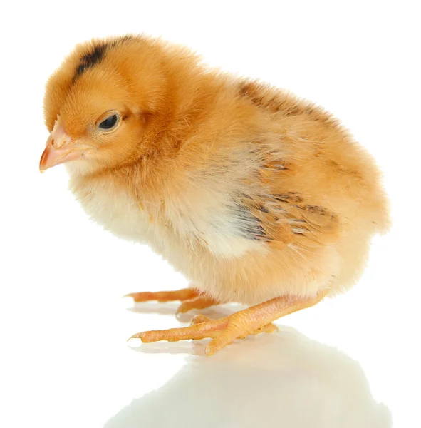 Mały kurczak izolowany na białym — Zdjęcie stockowe