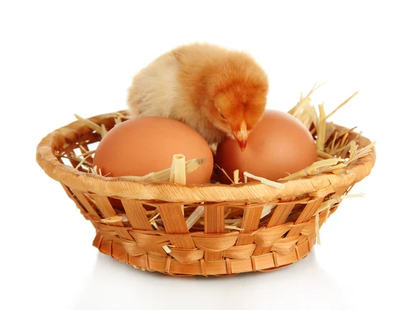 Frango pequeno com ovos em cesta de vime isolado em branco — Fotografia de Stock
