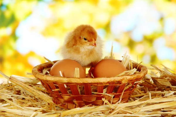 Little chicken with eggs in wicker basket on straw on bright background — Stock Photo, Image