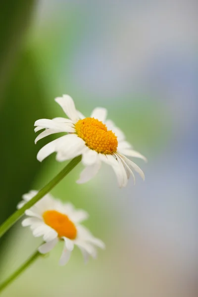 Belles camomilles sauvages, en plein air — Photo