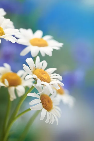 Beautiful wild chamomiles, outdoors — Stock Photo, Image