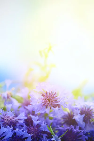 Cornflowers 야외의 아름 다운 부케 — 스톡 사진