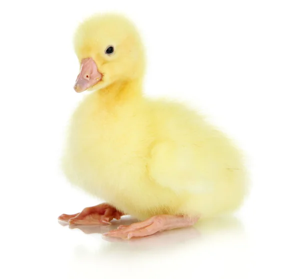 Little duckling isolated on white — Stock Photo, Image