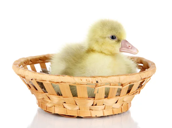 Pequeno pato em cesta de vime isolado em branco — Fotografia de Stock