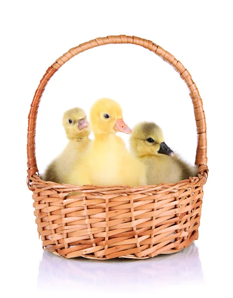Little ducklings in wicker basket isolated on white — Stock Photo, Image