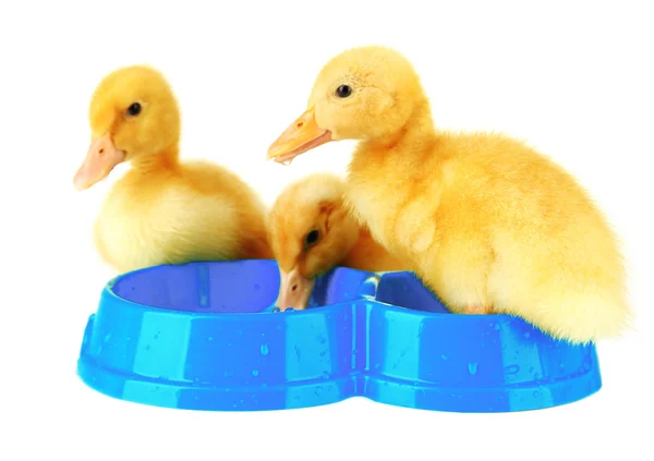 Lindos patitos, con tazón aislado en blanco —  Fotos de Stock