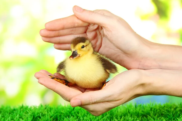 Hand with cute duckling, on bright background — Stock Photo, Image