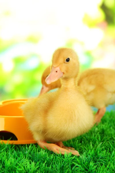 Cute ducklings with drinking bowl on green grass, on bright background — Stock Photo, Image