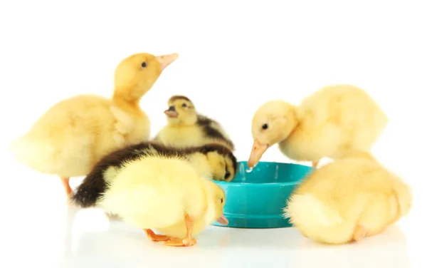 Cute ducklings, with drinking bowl isolated on white — Stock Photo, Image