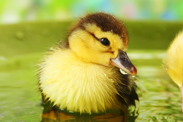 Patos bonitos nadando, em fundo brilhante — Fotografia de Stock