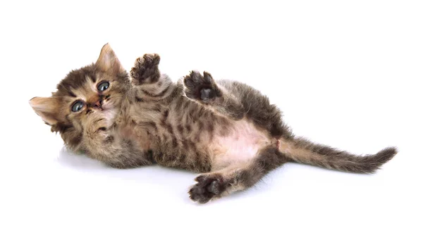 Pequeño gatito aislado en blanco —  Fotos de Stock