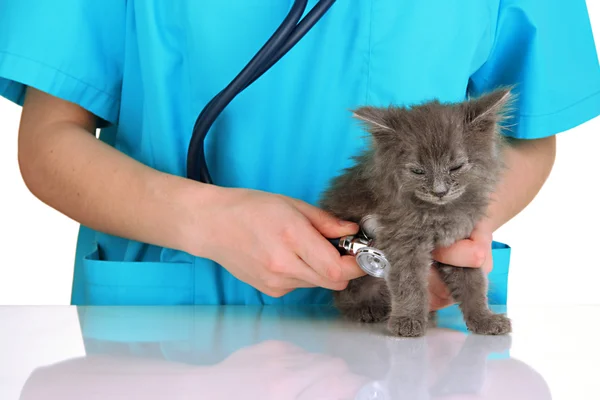 Veterinario examinando gatitos aislados en blanco —  Fotos de Stock