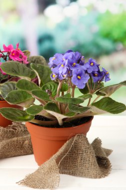 doğal zemin üzerine parlak saintpaulias