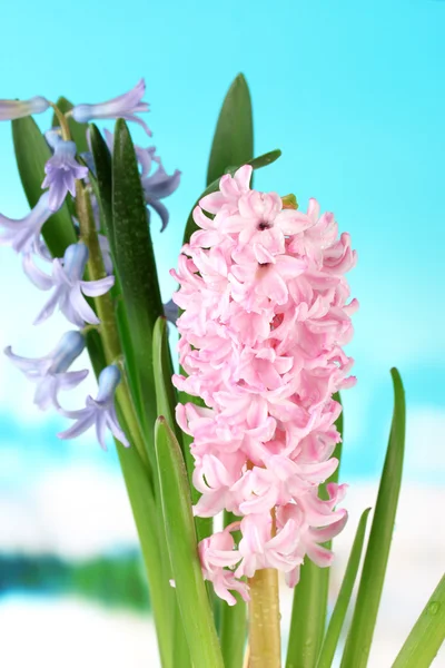 Mooie hyacinten, op lichte achtergrond — Stockfoto