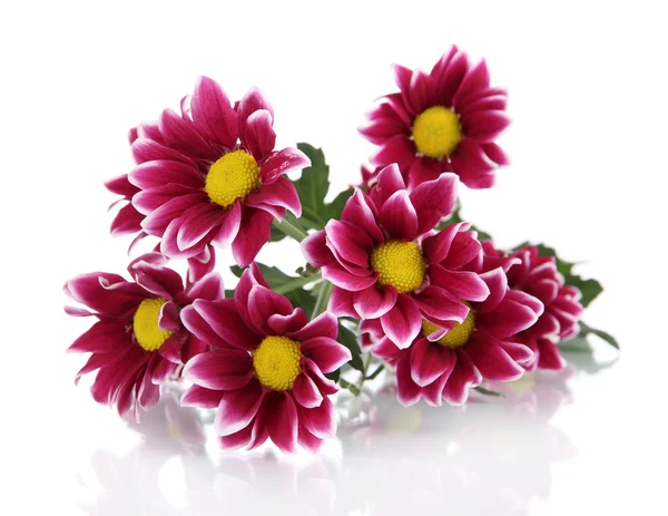 Bouquet of beautiful chrysanthemums isolated on white — Stock Photo, Image