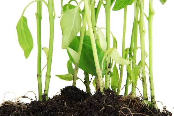 Paprika plantor på nära håll — Stockfoto