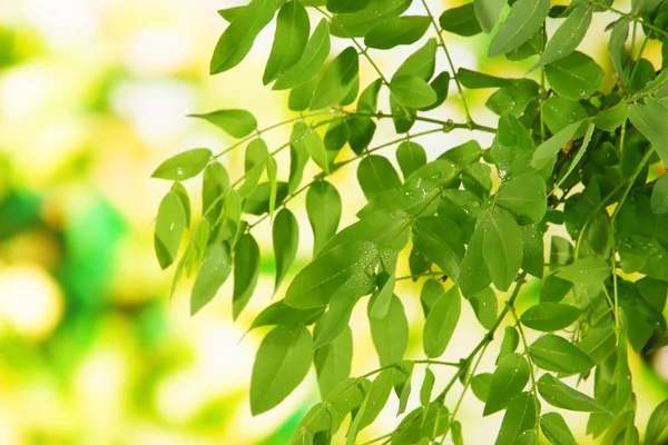 Зелене листя на світлому фоні — стокове фото