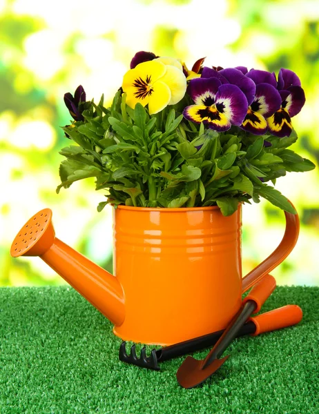 Beautiful pansies flowers on grass on bright background — Stock Photo, Image