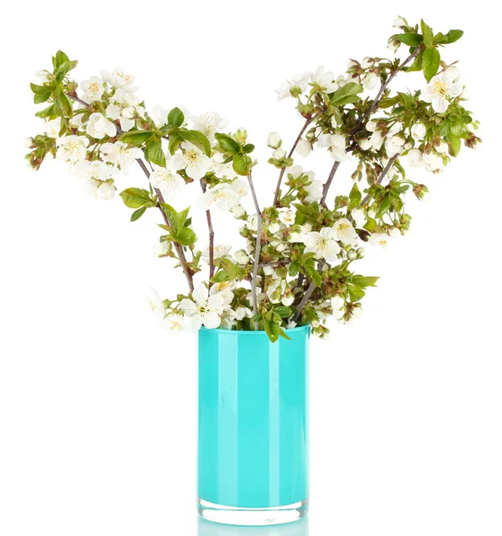 Rami fioriti in vaso isolato su bianco — Foto Stock