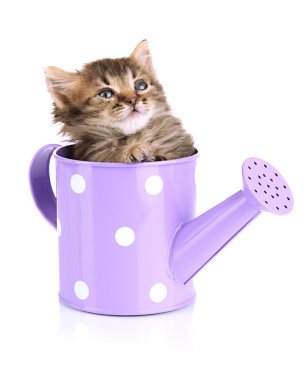 Sulama üzerine beyaz izole olabilir oturan küçük yavru kedi