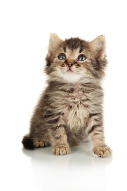 küçük kedi üzerinde beyaz izole