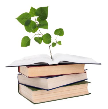 bitki üzerinde beyaz izole kitap