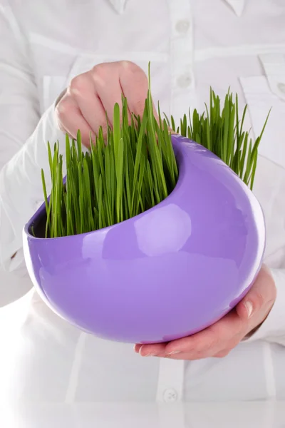 Grama verde no pote decorativo em mãos isoladas em branco — Fotografia de Stock