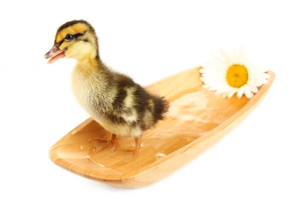 Floating cute duckling isolated on white — Stock Photo, Image