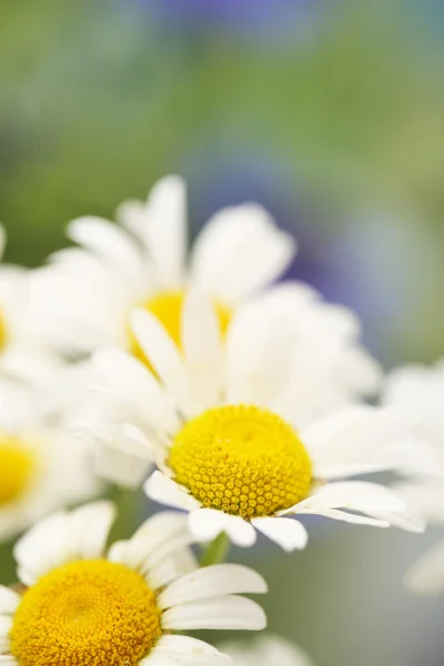 Mooie wild camomiles, buiten — Stockfoto