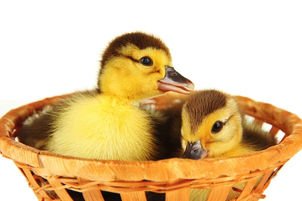 可爱小鸭在柳条篮子里上白色, 隔离 — 图库照片