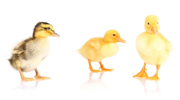 Patos bonitos isolados em branco — Fotografia de Stock