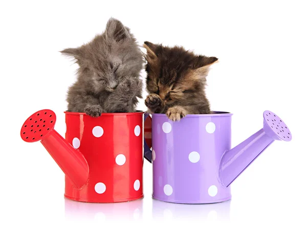 Small kittens sitting in watering can isolated on white — Stock Photo, Image