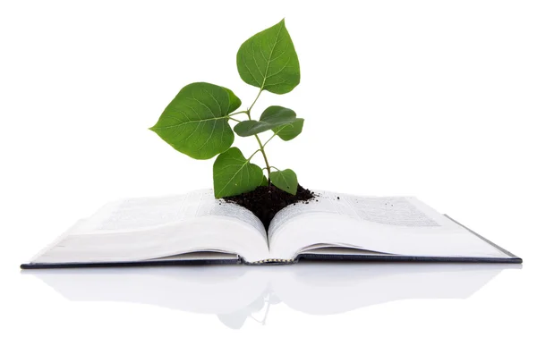 Libro con planta aislada sobre blanco — Foto de Stock