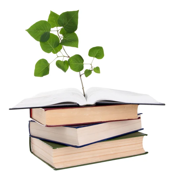 Boeken met plant geïsoleerd op wit — Stockfoto