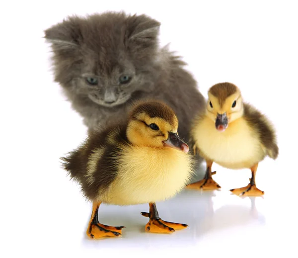 Gatinho pequeno e patinhos isolados em branco — Fotografia de Stock