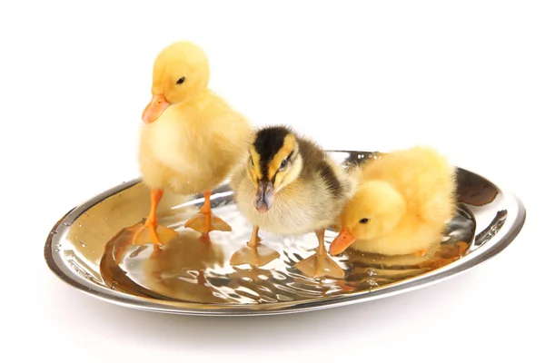 Schwimmende süße Entchen isoliert auf weiß — Stockfoto