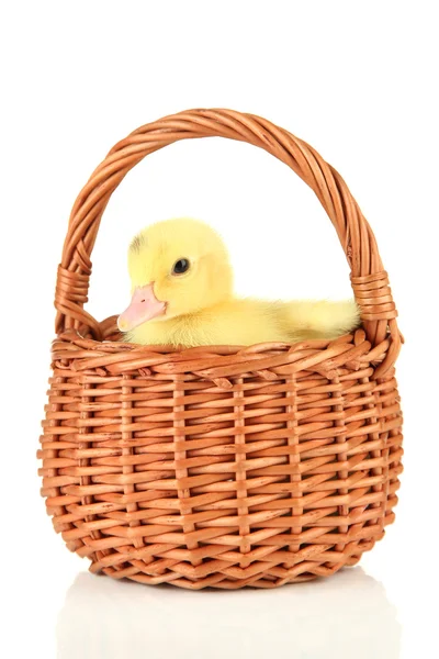 Cute duckling in wicker basket, isolated on white — Stock Photo, Image