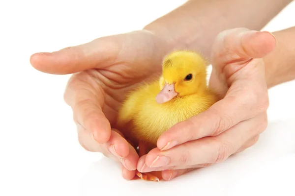 Hand with cute duckling, isolated on white — Stock Photo, Image