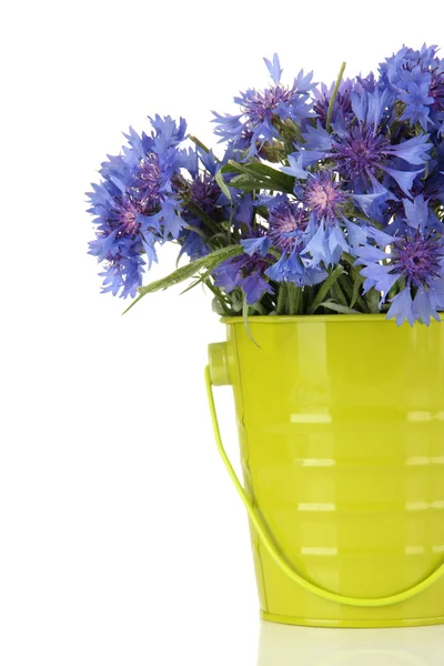 Bouquet of cornflowers in pail, isolated on white — Stock Photo, Image