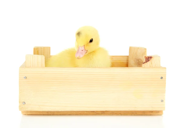 Cute duckling in wooden box, isolated on white — Stock Photo, Image