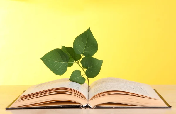 Buch mit Pflanze auf Tisch auf gelbem Hintergrund — Stockfoto