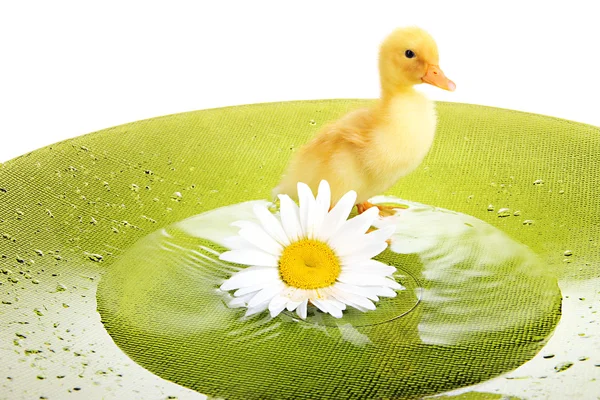Floating cute duckling close up — Stock Photo, Image