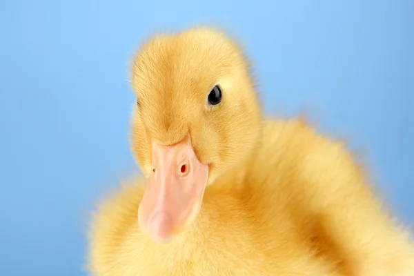 Roztomilý kachňátko na modrém pozadí — Stock fotografie