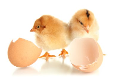 yumurta kabuğu üzerinde beyaz izole küçük tavuk