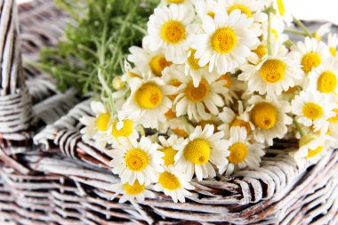 birçok papatya sepeti yakın çekim üzerinde