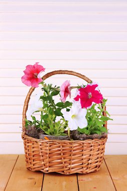 Petunias in pots in basket on wooden background
